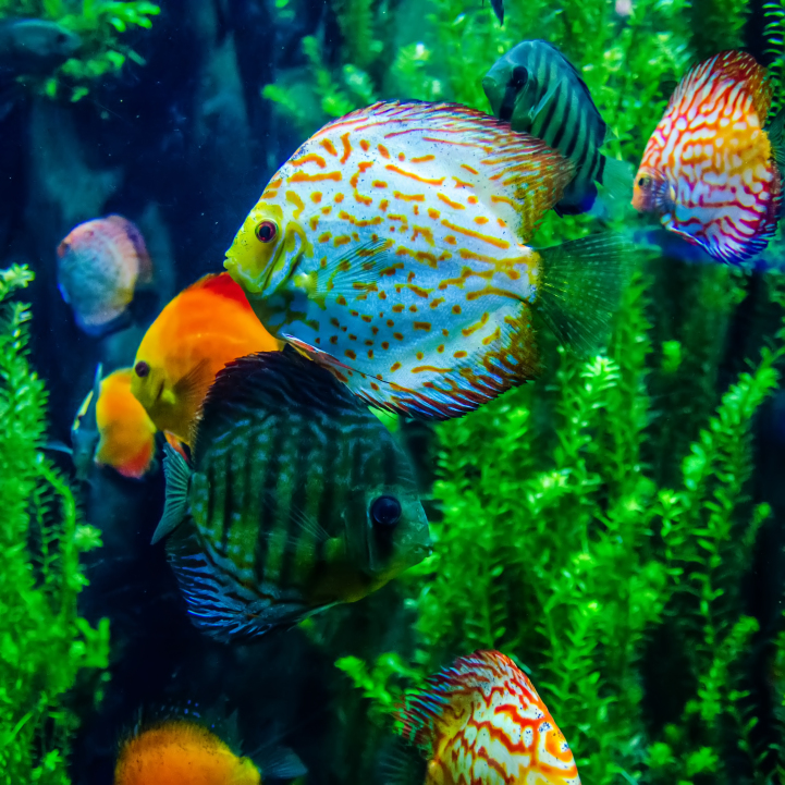 tropical fish are very pretty